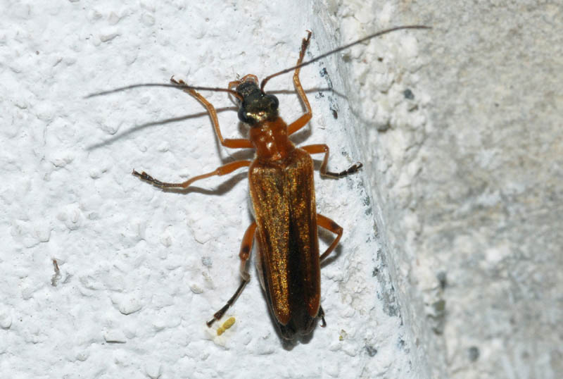 2 specie di Oedemera